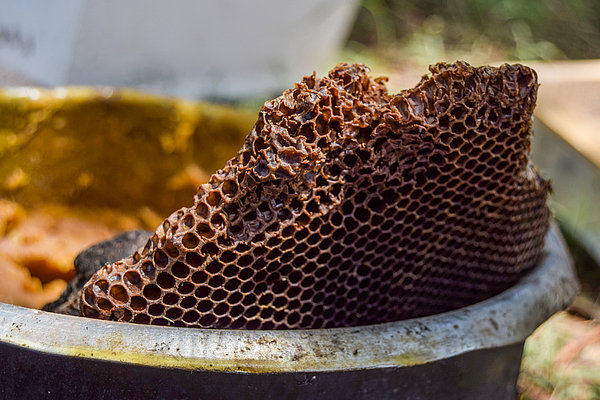 Eine alte Bienenwabe dient als Anschauungsmaterial.