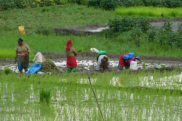 Bäuerinnen pflanzen Reis auf dem Feld vor Hakimeh Yagootkars Haus.