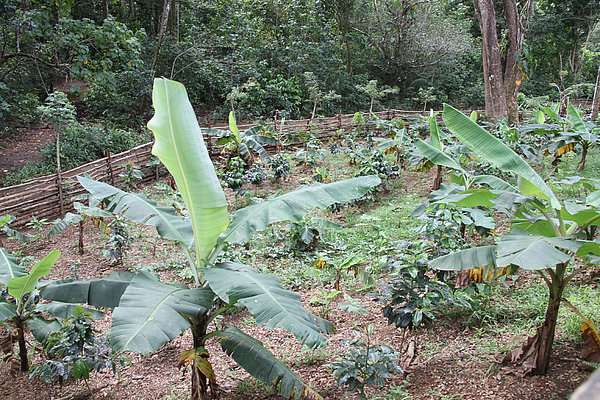 Blick über ein im Rahmen des WasserWald-Projektes angelegtes Agroforstsystem in Tasquehuite/ Guatemala.