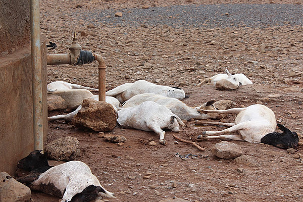 Ausgezehrt von der Hitze und ohne ausreichend Nahrung und Wasser verenden viele Tiere. Pastoralisten, die von der Viehhaltung leben, verlieren damit ihre Lebensgrundlage. 